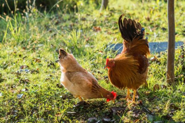 家禽养殖产地环境检测